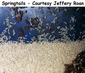 Springtails - Courtesy Jeffery Roan 2 wm   